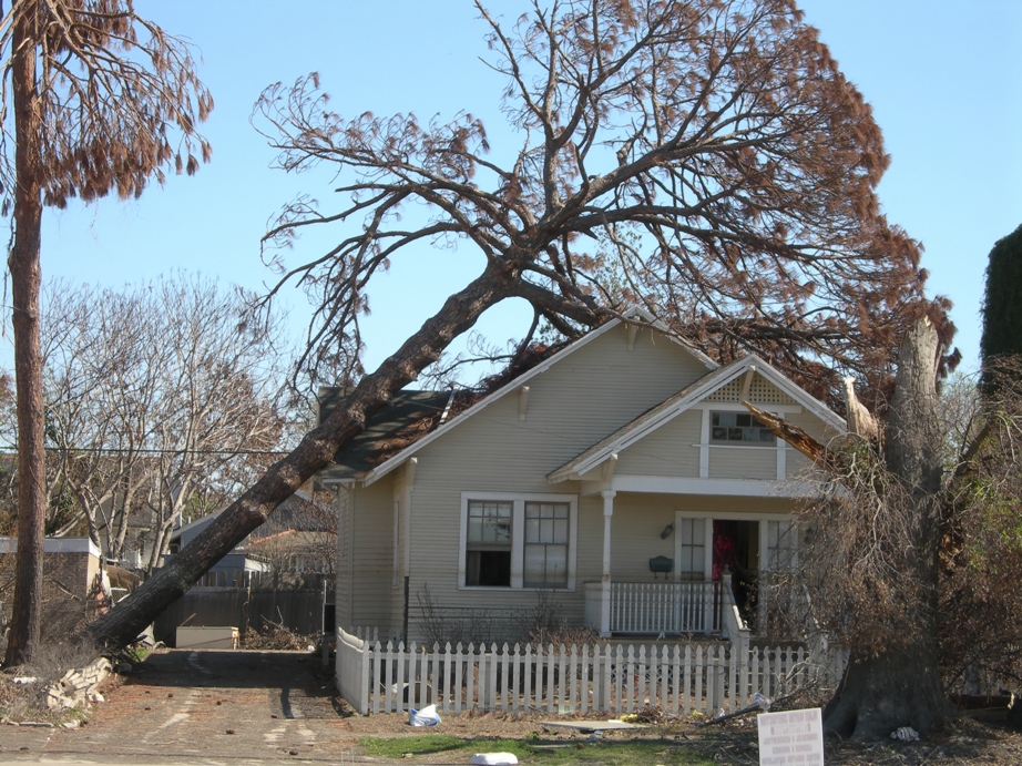 「a fallen tree on roof」的圖片搜尋結果